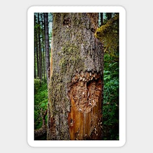 Woodpecker Damage Tree Heart Magnet